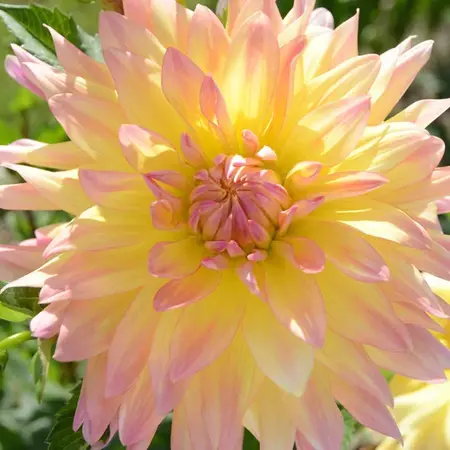 Dahlia Cabana Banana - Exklusive Dahlienzwiebeln - Cactus Dahlia - Garden Select