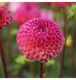 Dahlia Burlesca - Exclusieve Pompon Dahlia - Oud Roze Kleur - Garden-Select.nl