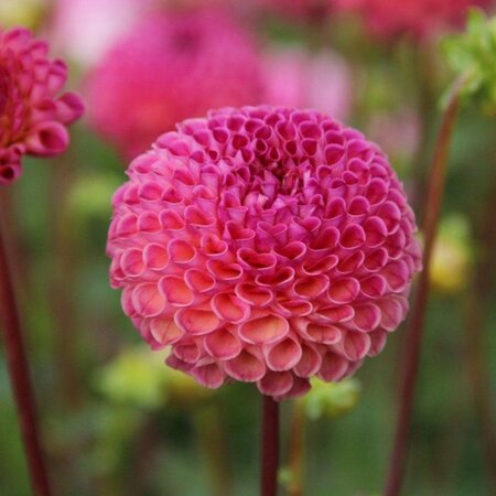 Dahlia Burlesca - Exclusieve Pompon Dahlia - Oud Roze Kleur - Garden-Select.nl