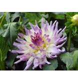Dahlia Bold Accent - Buy exclusive unique dahlias? Garden Select