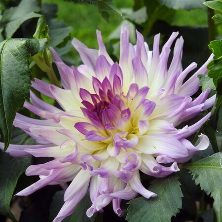 Dahlia Bold Accent - Buy exclusive unique dahlias? Garden Select