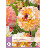 Dahlia Double Jill - Exclusieve Dahlia's Kopen? Garden-Select.nl