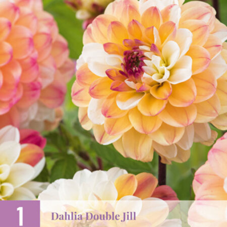 Dahlia Double Jill - Exclusieve Dahlia's Kopen? Garden-Select.nl