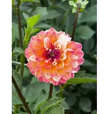 Dahlie Double Jill - Exklusive Dahlien kaufen? Garden-Select.de