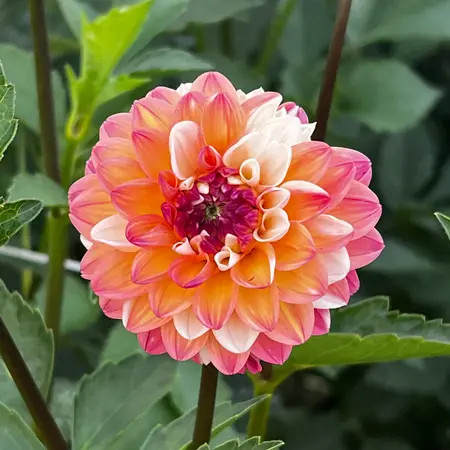 Dahlia Double Jill - Buying Exclusive Dahlias? Garden-Select.com