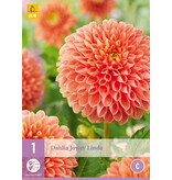 Dahlia Jowey Linda - Buying Dahlia bulbs? - Exclusively at Garden Select