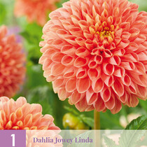Dahlia Jowey Linda - 1 Tuber