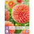 Dahlia Jowey Linda - 1 Tuber