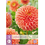 Dahlia Jowey Linda - Buying Dahlia bulbs? - Exclusively at Garden Select