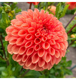 Dahlia Jowey Linda - Dahlienzwiebeln kaufen? - Exklusiv bei Garden Select