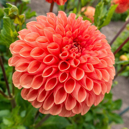 Dahlia Jowey Linda - Buying Dahlia bulbs? - Exclusively at Garden Select