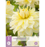 Dahlia Luna Us - Exclusieve Dahliaknollen Bij De Dahlia Specialist Garden Select