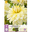Dahlia Luna Us - Exclusieve Dahliaknollen Bij De Dahlia Specialist Garden Select