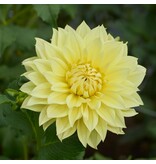 Dahlia Luna Us - Exclusive Dahlia bulbs at The Dahlia Specialist Garden Select