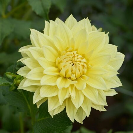 Dahlia Luna Us - Exclusive Dahlia bulbs at The Dahlia Specialist Garden Select