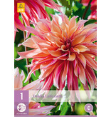 Dahlien-Labyrinth - Blumenzwiebeln kaufen? Einzigartige Dahliensorten - Garden-Select.de