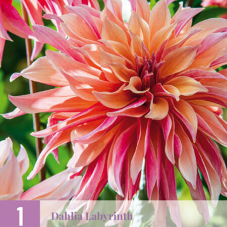 Dahlia Labyrinth - Buy Flowerbulbs? Unique Dahlia varieties - Garden-Select.com