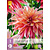 Dahlia Labyrinth - 1 Knol