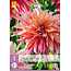 Dahlia Labyrinth - Buy Flowerbulbs? Unique Dahlia varieties - Garden-Select.com