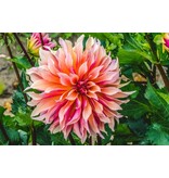 Dahlia Labyrinth - Buy Flowerbulbs? Unique Dahlia varieties - Garden-Select.com