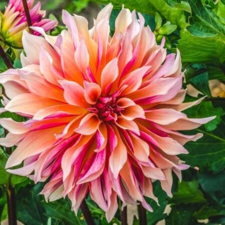 Dahlia Labyrinth - Bloembollen Kopen? Unieke Dahlia Soorten - Garden-Select.nl