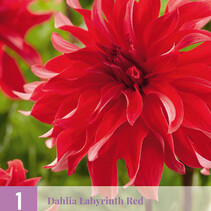 Dahlia Labyrinth Red - 1 Knol