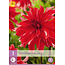 Dahlia Labyrinth Red - Exclusive Topper - Buy Summer Flowers? Garden-Select.com
