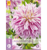 Dahlia Labyrinth Twotone - Exklusive Dahlien-Sorten bei Garden-Select.de