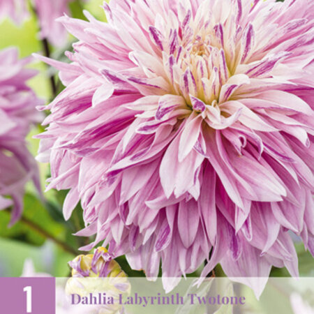 Dahlia Labyrinth Twotone - Exclusive Dahlia Varieties At Garden-Select.com
