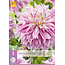 Dahlia Labyrinth Twotone - Exclusive Dahlia Varieties At Garden-Select.com