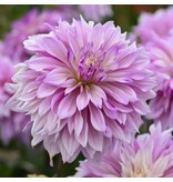 Dahlia Labyrinth Twotone - Exclusive Dahlia Varieties At Garden-Select.com