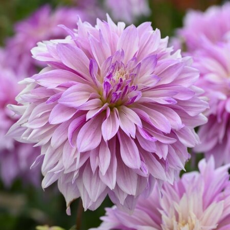 Dahlia Labyrinth Twotone - Exklusive Dahlien-Sorten bei Garden-Select.de