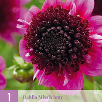 Dahlia Missis Amy - 1 Tuber