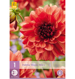 Dahlia Missis Miley - Buying Summer Flowers? - Exclusive Dahlias for the Border