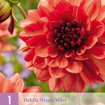 Dahlia Missis Miley - 1 Knol