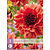 Dahlia Missis Miley - 1 Knol