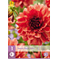 Dahlia Missis Miley - Buying Summer Flowers? - Exclusive Dahlias for the Border