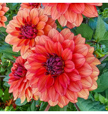 Dahlia Missis Miley - Sommerblumen kaufen? - Exklusive Dahlien für die Rabatte