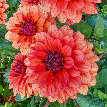 Dahlia Missis Miley - Buying Summer Flowers? - Exclusive Dahlias for the Border