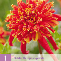 Dahlia Octopus Sparkle - 1 Tuber
