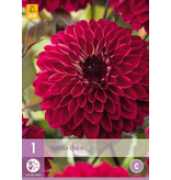 Dahlia Quin - Buying Exclusive Dahlias? - Garden-Select.com
