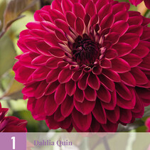 Dahlia Quin - 1 Knol