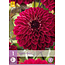 Dahlia Quin - Exclusieve Dahlia's Kopen? - Garden-Select.nl