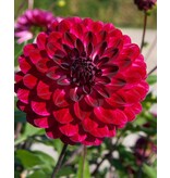 Dahlia Quin - Exclusieve Dahlia's Kopen? - Garden-Select.nl