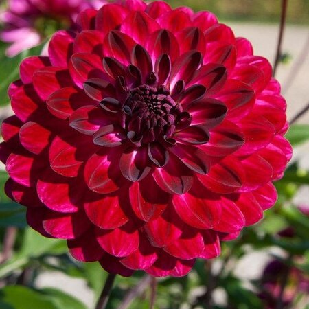 Dahlia Quin - Exklusive Dahlien Kaufen? - Garden-Select.de
