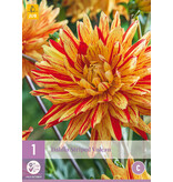 Dahlie Striped Vulcan - Exklusive Dahlien online bestellen bei Garden-Select.de