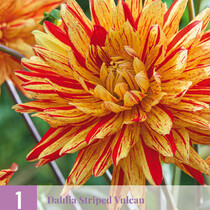 Dahlia Striped Vulcan - 1 Tuber