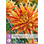 Dahlia Striped Vulcan - 1 Tuber