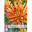 Dahlia Striped Vulcan - Exclusive Dahlias Ordering Online at Garden-Select.com