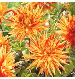 Dahlie Striped Vulcan - Exklusive Dahlien online bestellen bei Garden-Select.de